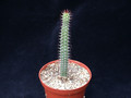 euphorbia baioensis 01