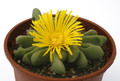 glottiphyllum oligocarpum mg152 1040