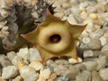 huernia thudichumii es3274 01