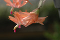 schlumbergera christmas fantasy 8195