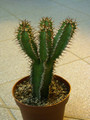 euphorbia avasmontana1