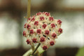 hoya obovata hort 07