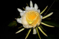 hylocereus undatus 0002