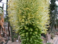 agave attenuata 9052