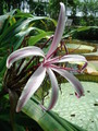 crinum augustum 449