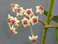 hoya obovata 0264