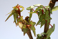 begonia dregei 8073