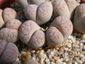lithops salicola 05