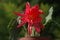 eh cecil cactus 5575 10