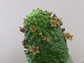 echidnopsis cactiforme 0089