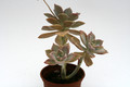 graptopetalum paraguayense 9234