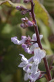plectranthus ernestii 04