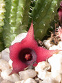 huernia schneideriana 01