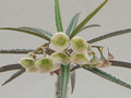 euphorbia waringiae 1812
