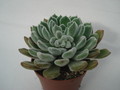 echeveria doris taylor 8292
