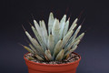agave maroacantha 1410