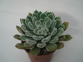 echeveria doris taylor 8293