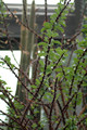 fouquiria ochoterenae 01