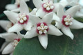 hoya calycina 6585