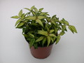 hoya bella louise buis 3983
