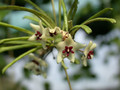 hoya retusa 8209 02