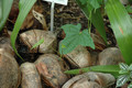 dioscorea alata 01