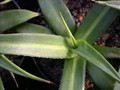agave nizandensis 02