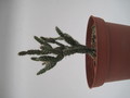 schlumbergera opuntioides im 7750