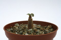 adenium socotranum 7564
