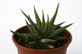 haworthia britteniae 7280