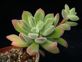 echeveria pulvinata 01