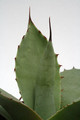 agave parryi chihuahua 0122