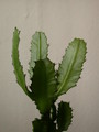 euphorbia vajravelui 7660