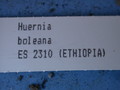 huernia boleana es2310 07