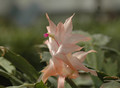 schlumbergera christmas flame 8259