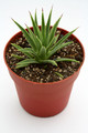 agave stricta nana 6928