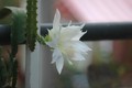 heliocereus speciosus amacamensis 02