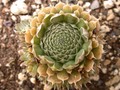 orostachys spinosus 02