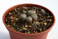 conophytum obscurum wolfberg 2922