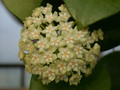 hoya subquintuplinervis chuang mai 03