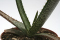 aloe graciliflora 7711