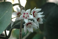 hoya calycina 6577