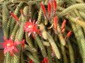 aporocactus mallisonii 9653