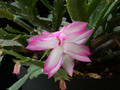 schlumbergera hatherton charm 207