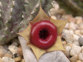 huernia insigniflora karoo 03