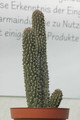 hoodia gordonii 10