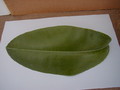 hoya rauschii leaf