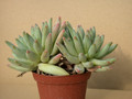 echeveria hookeri 03