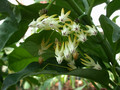 hoya multiflora 02