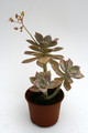 graptopetalum paraguayense 9233